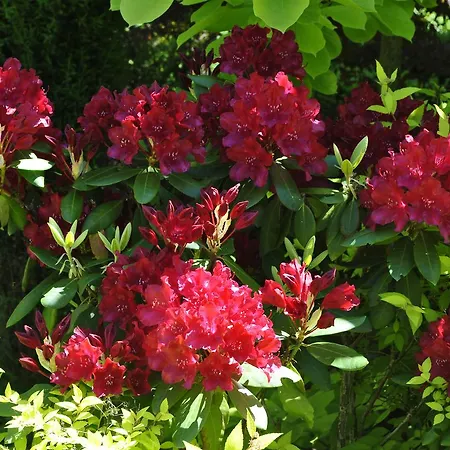 Hotel Radiola Jaremcze